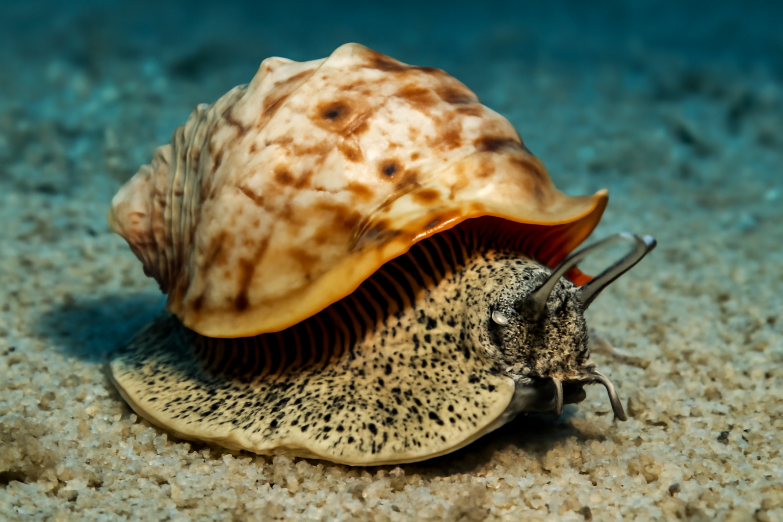 Bullmouth Helmet