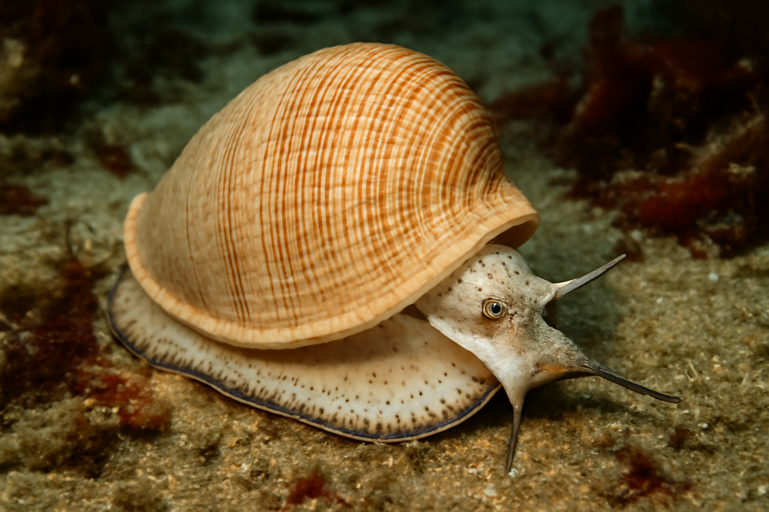 Australian bonnet