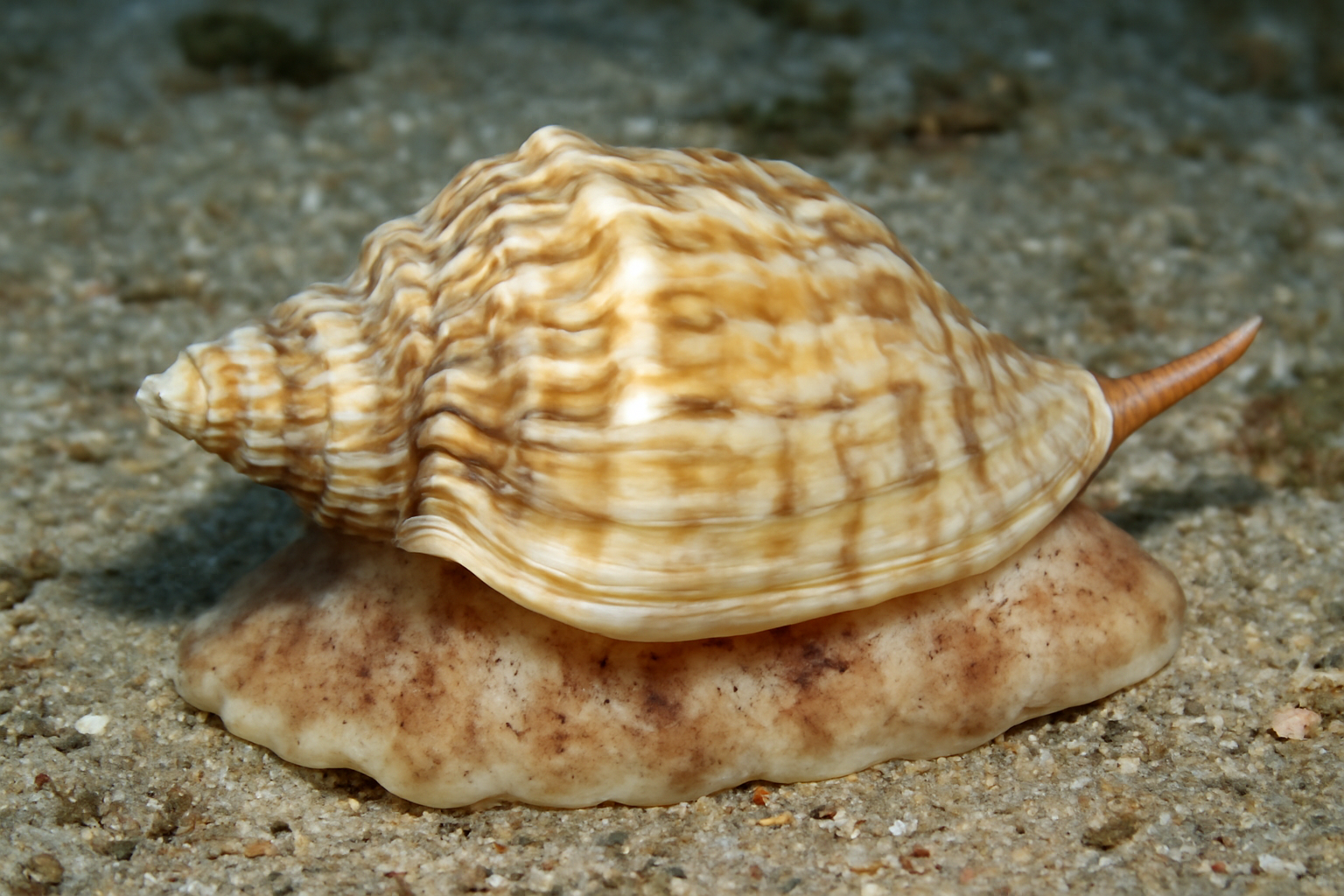 Smooth Frog Shell