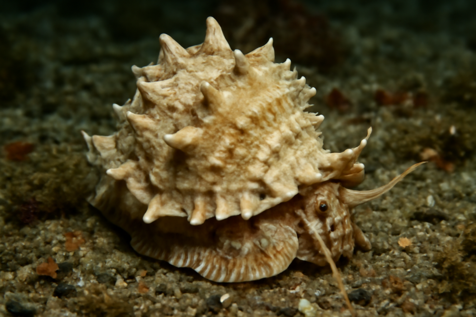 Japanese Frog Shell