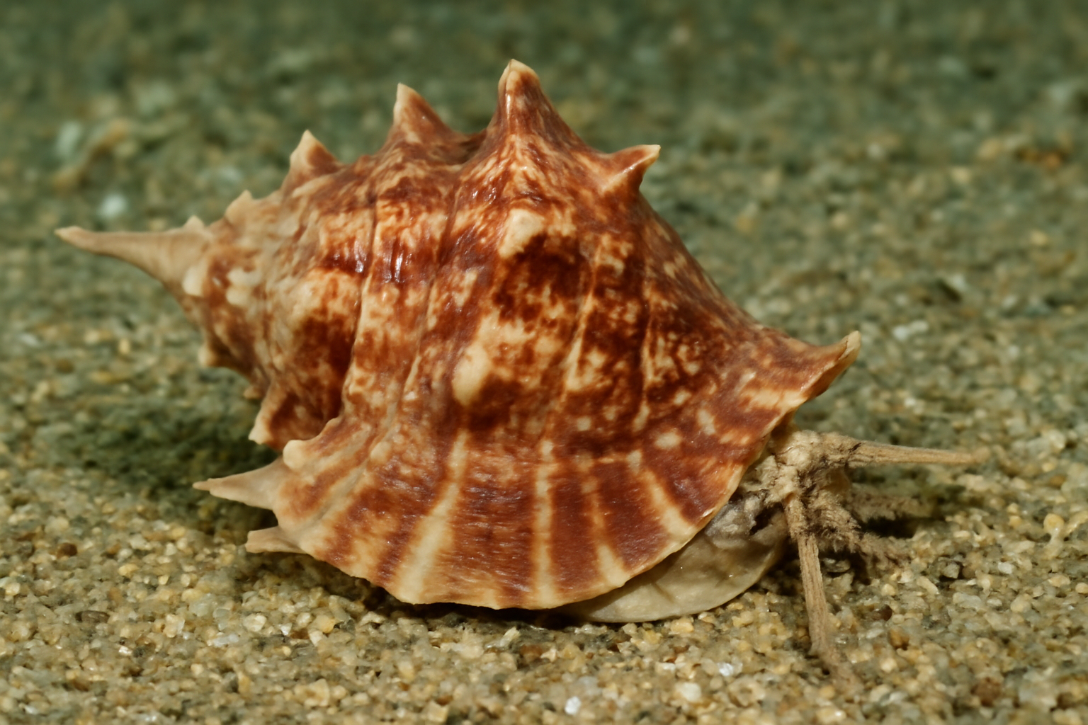 Common Frog Shell