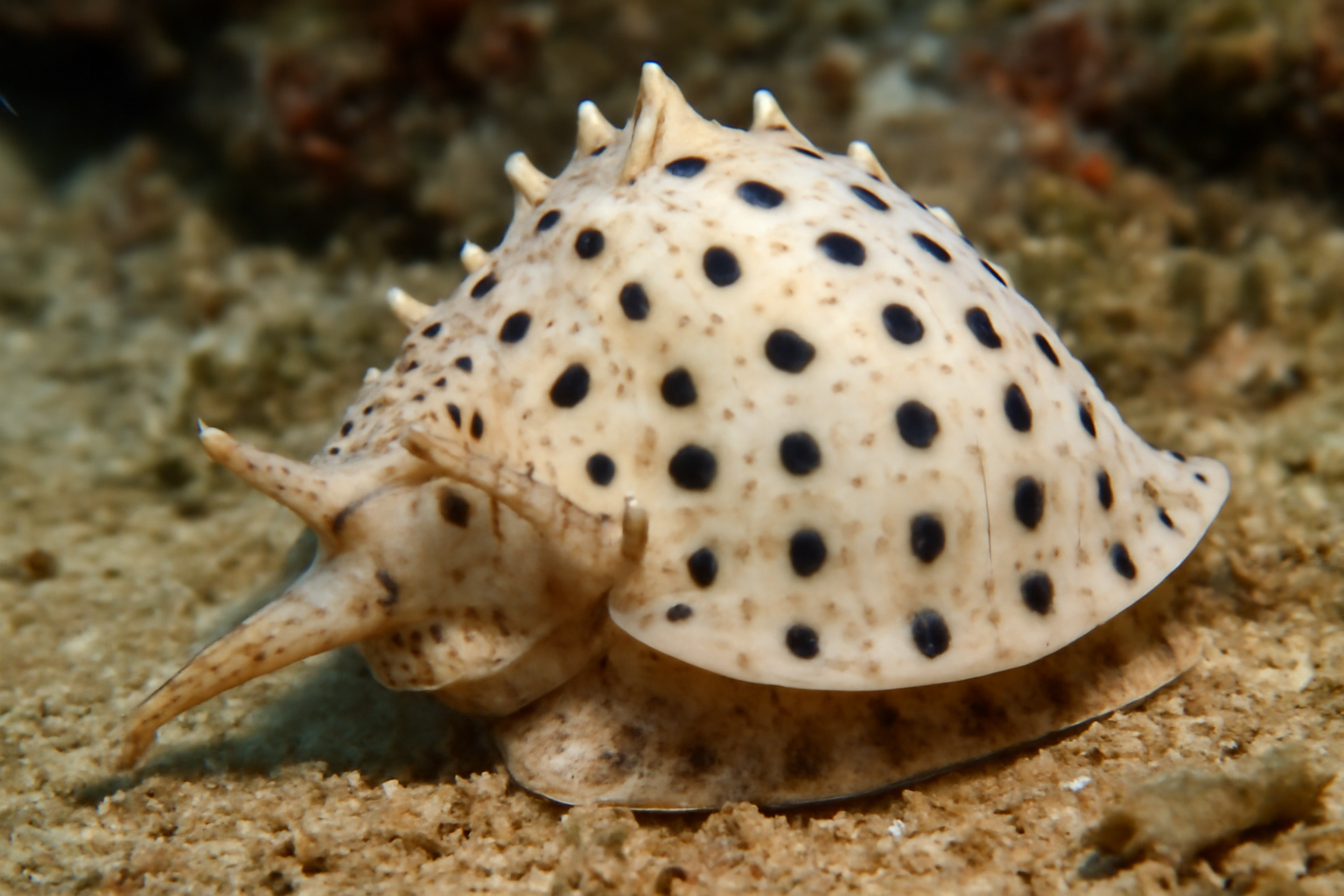 Black-spotted Frog Shell