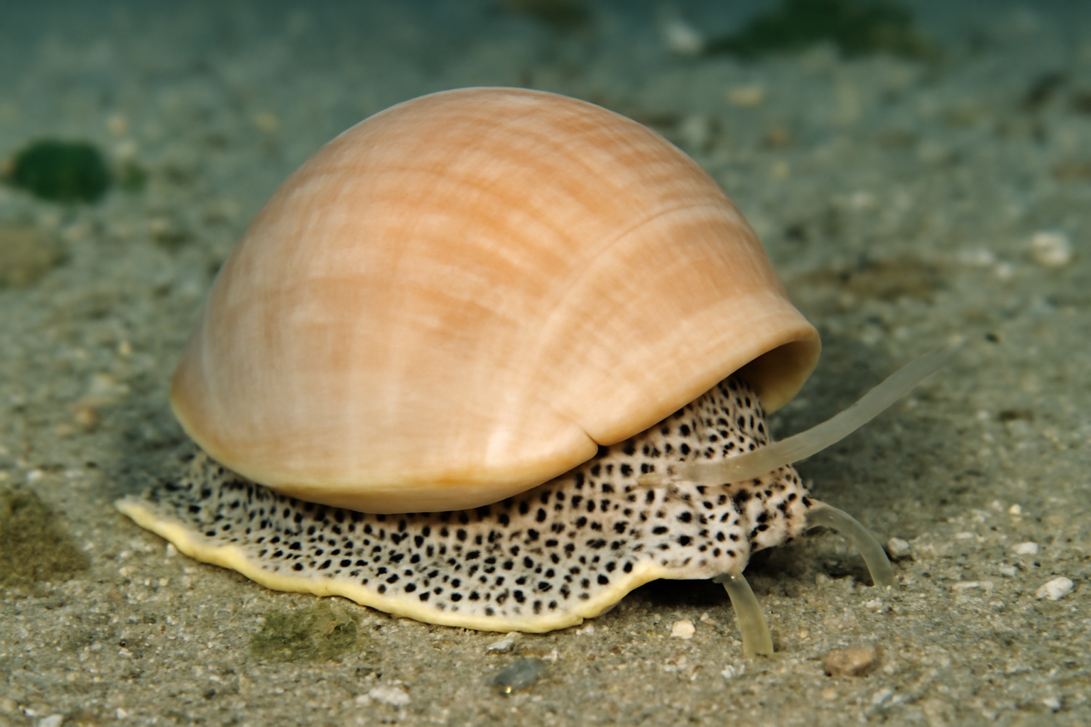 Pacific Bonnet