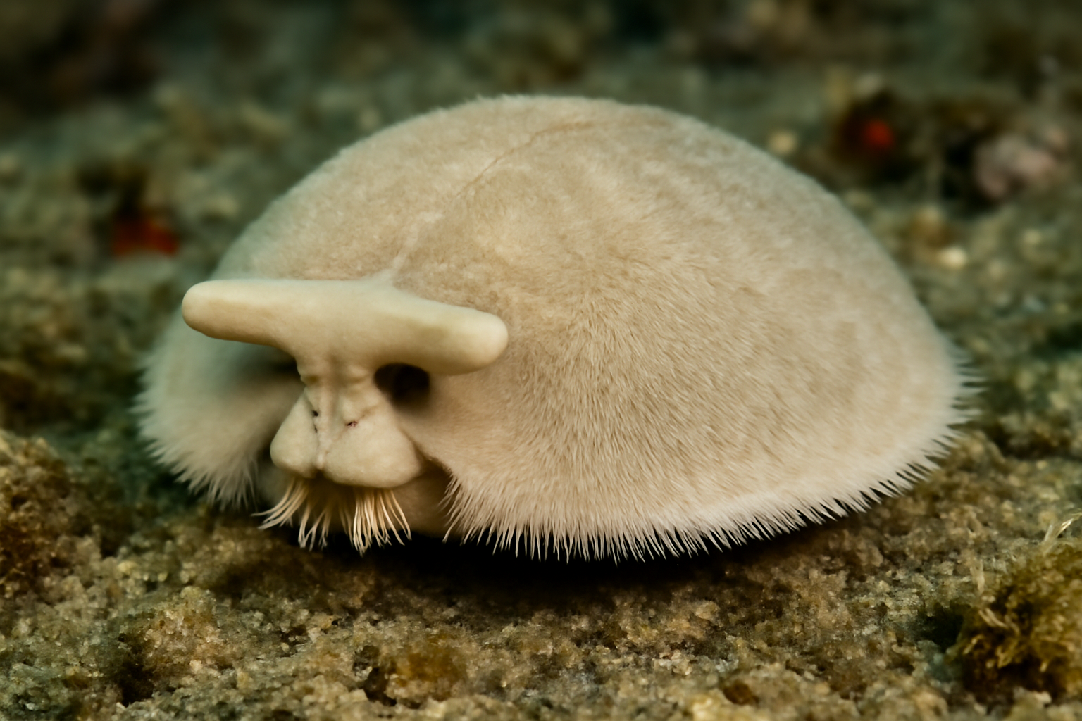 South African Bonnet