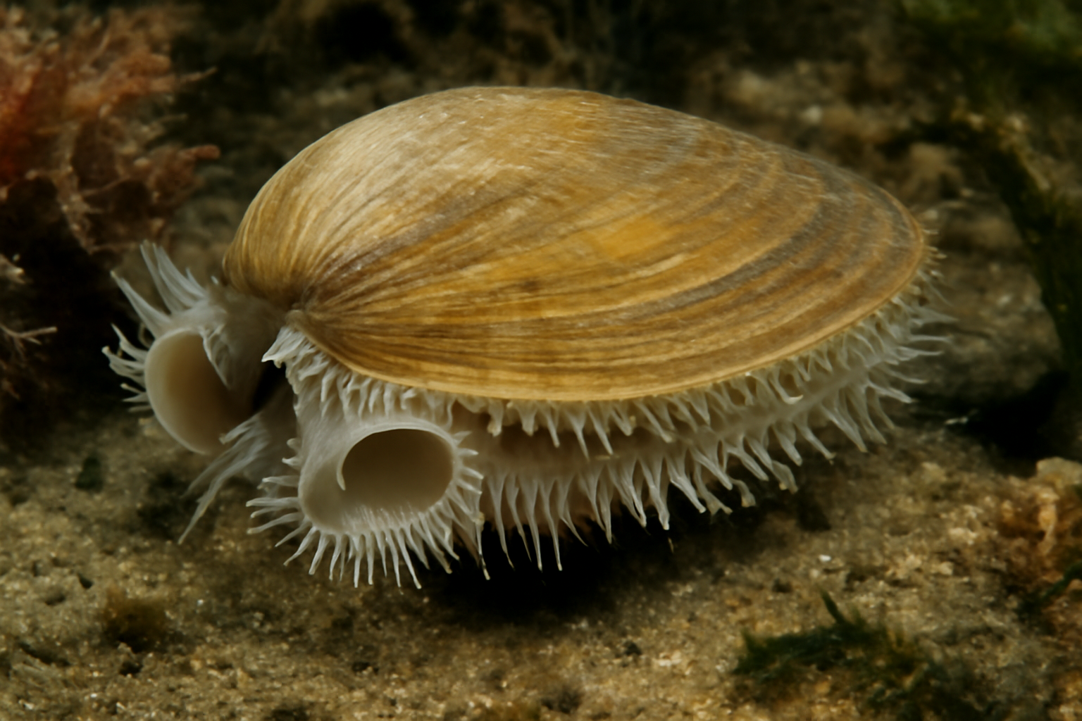 Microsconsia Patagonian Clam