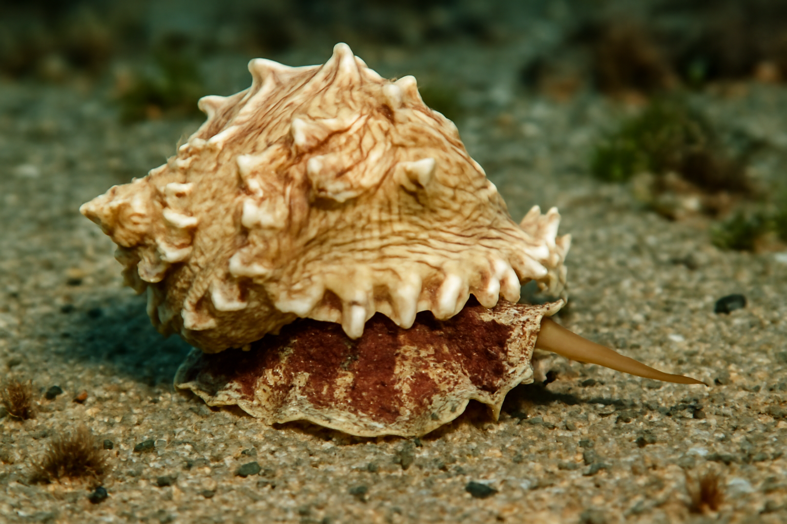 Pacific Frog Shell