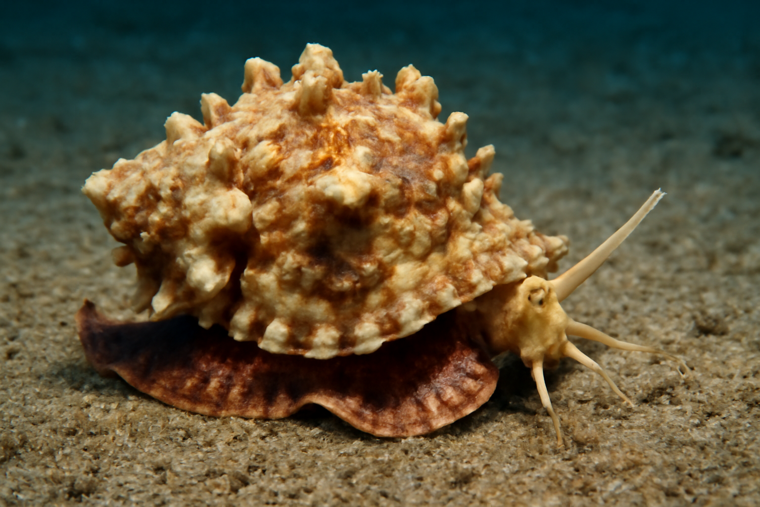 Atlantic Frog Shell