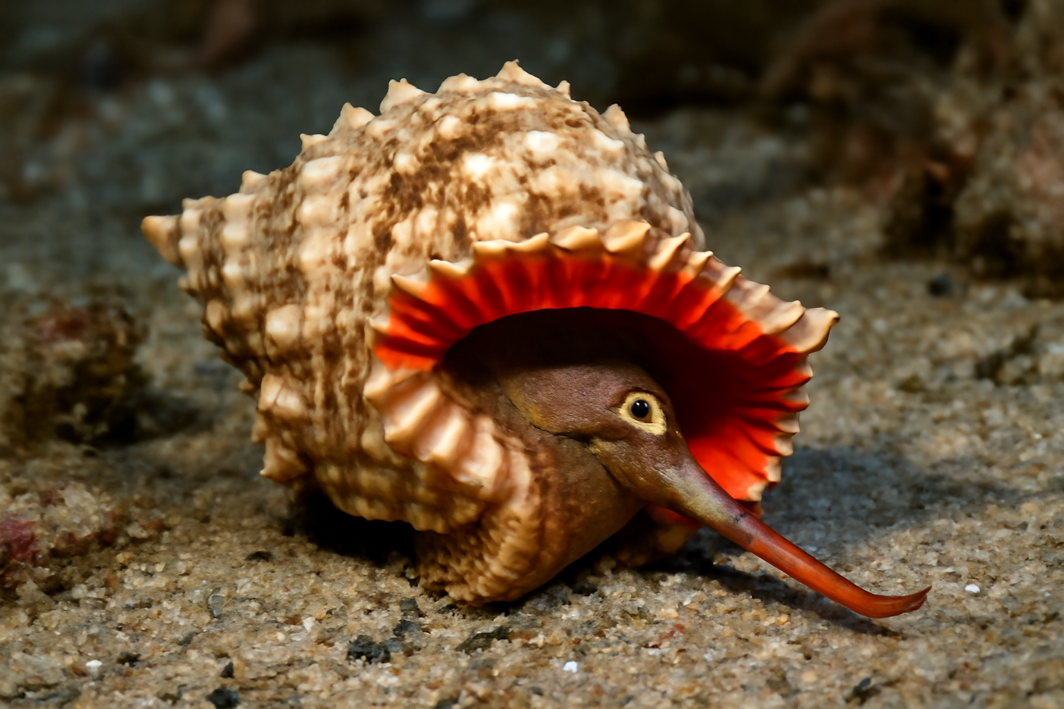 Red-mouthed Frog Shell