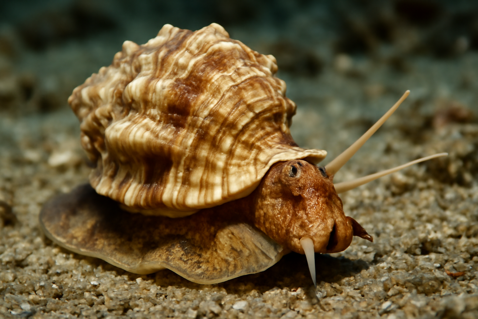 Thick Lip Frog Shell