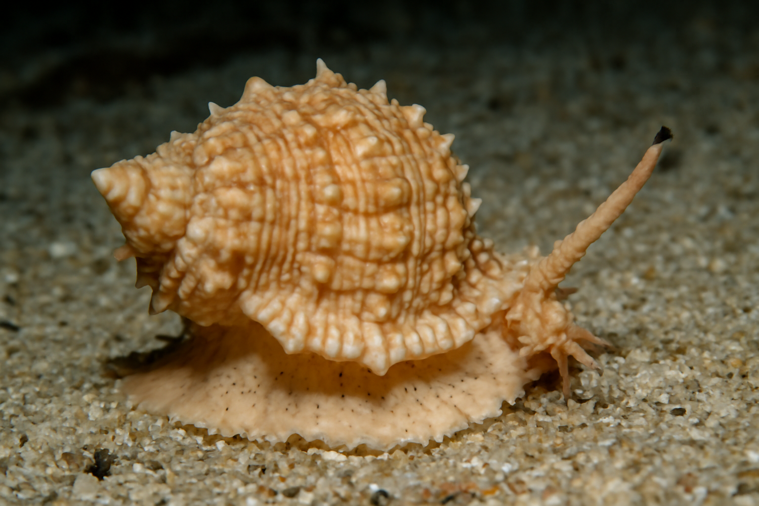 Finely Ridged Frog Shell