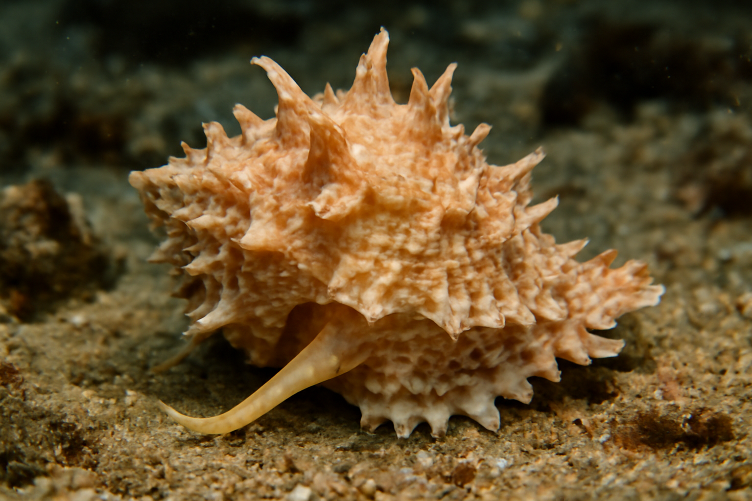 Rough Frog Shell