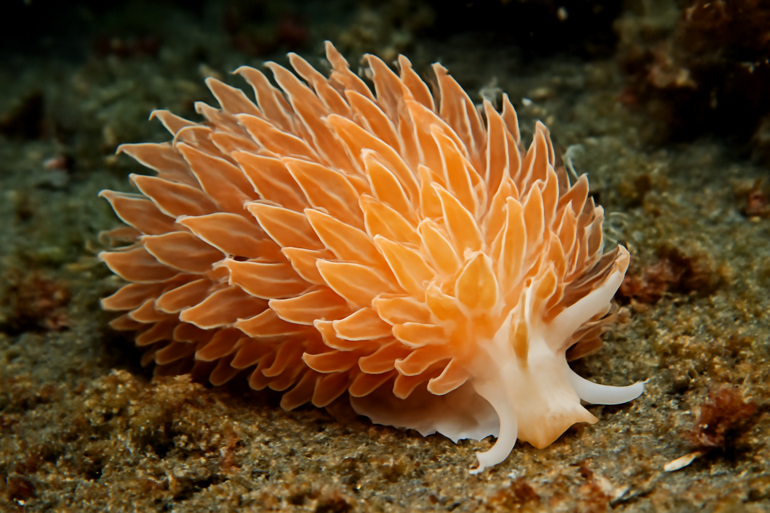 Crossata norae