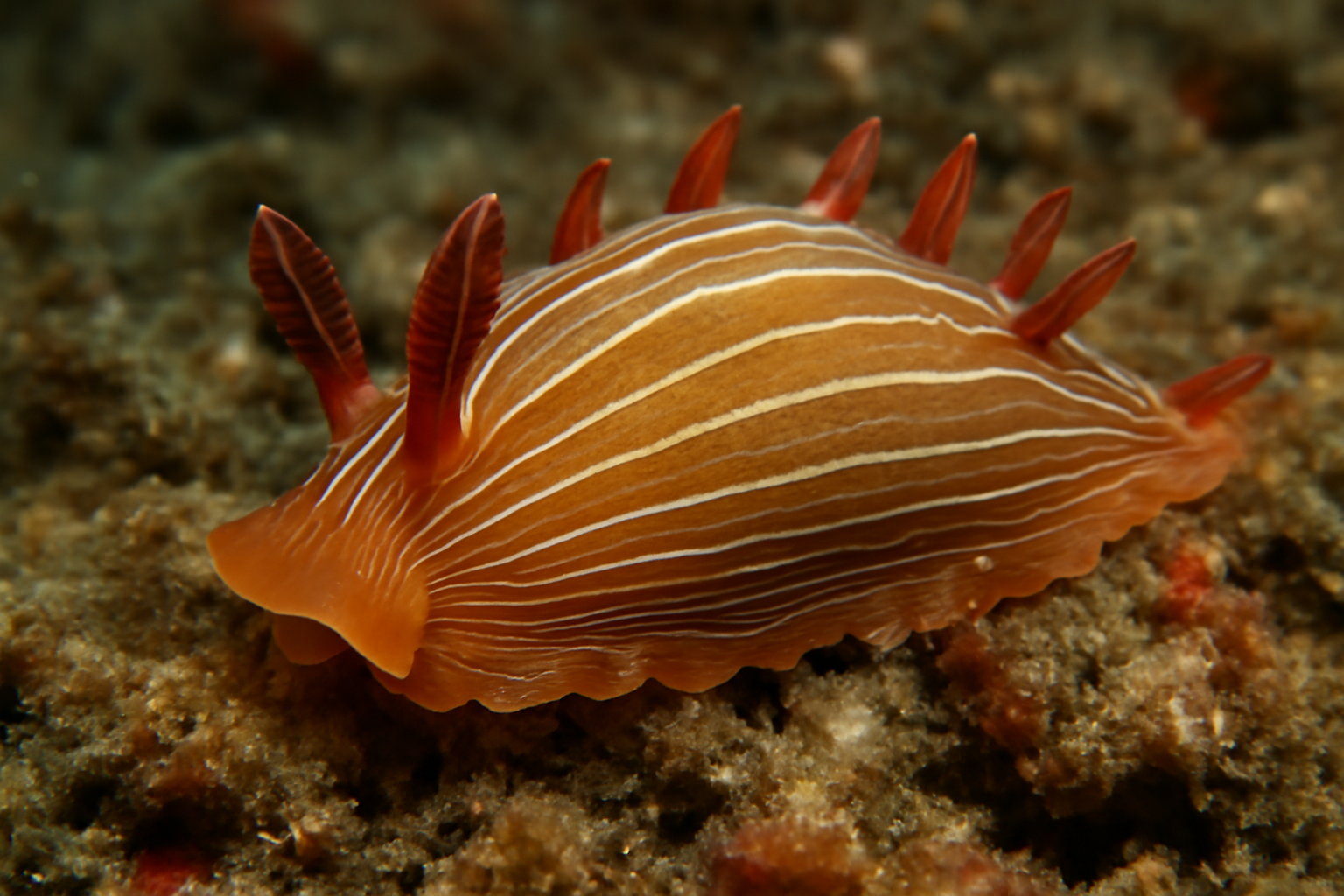 Crossata ventrolineata