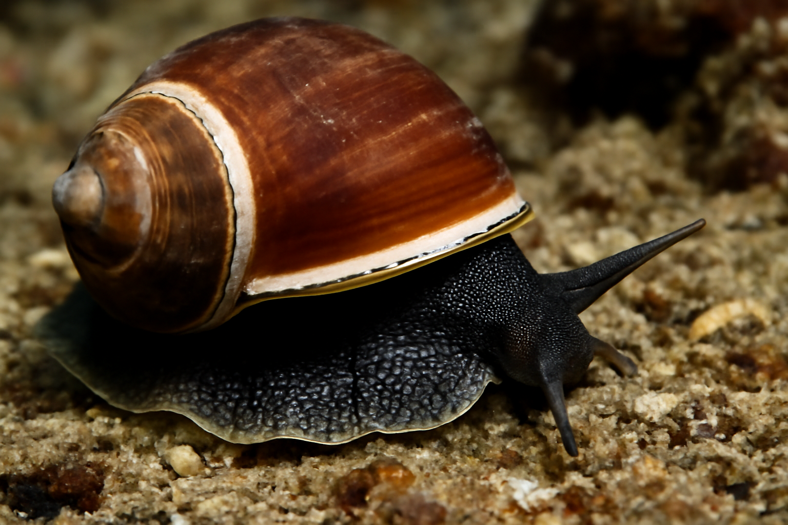 Aspa Marginata