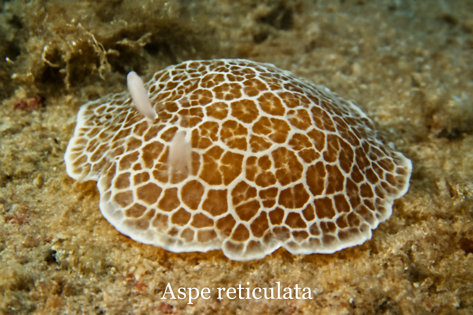 Aspa Reticulata
