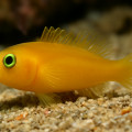 Gibberula Goby