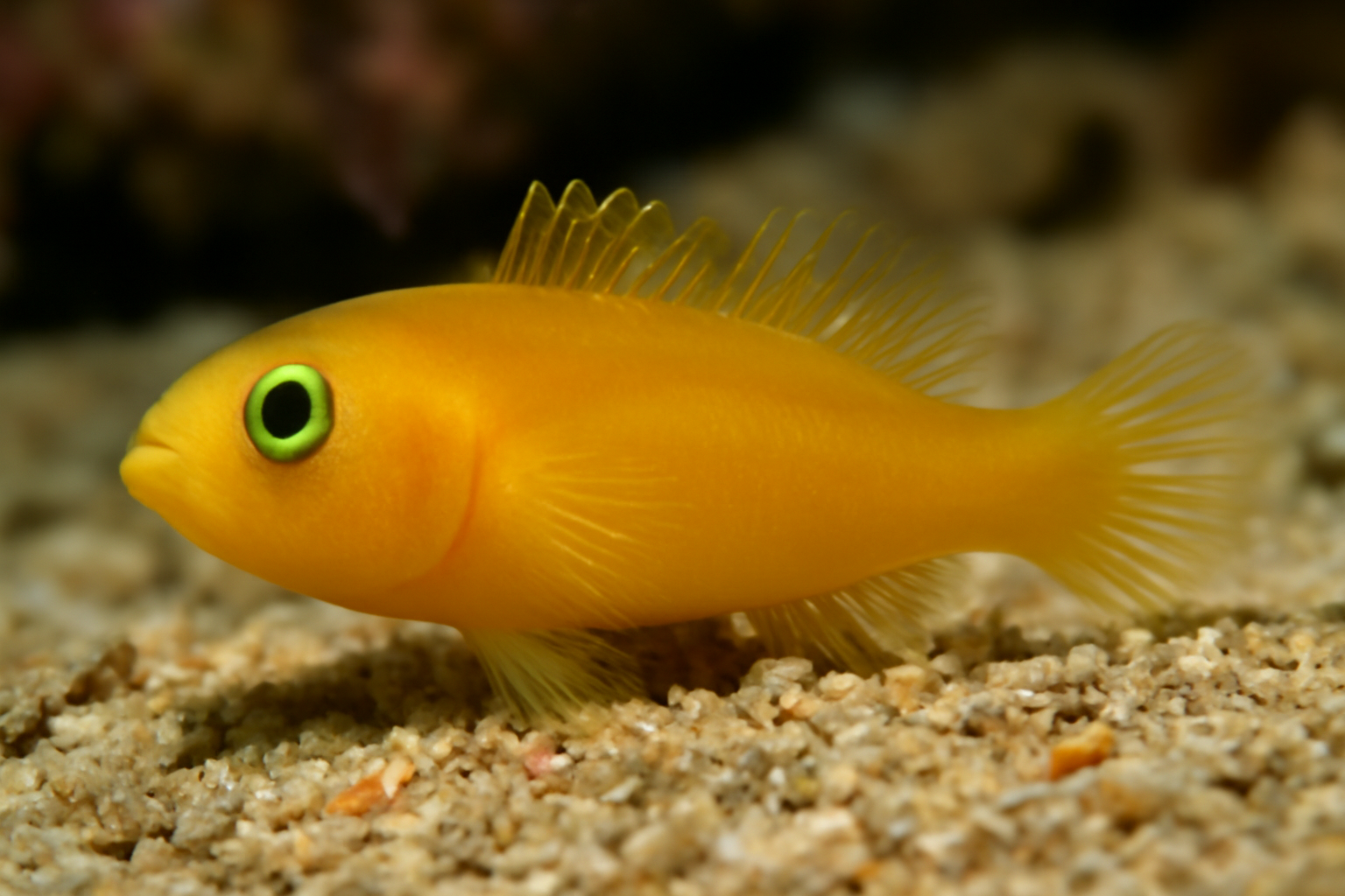 Gibberula Goby