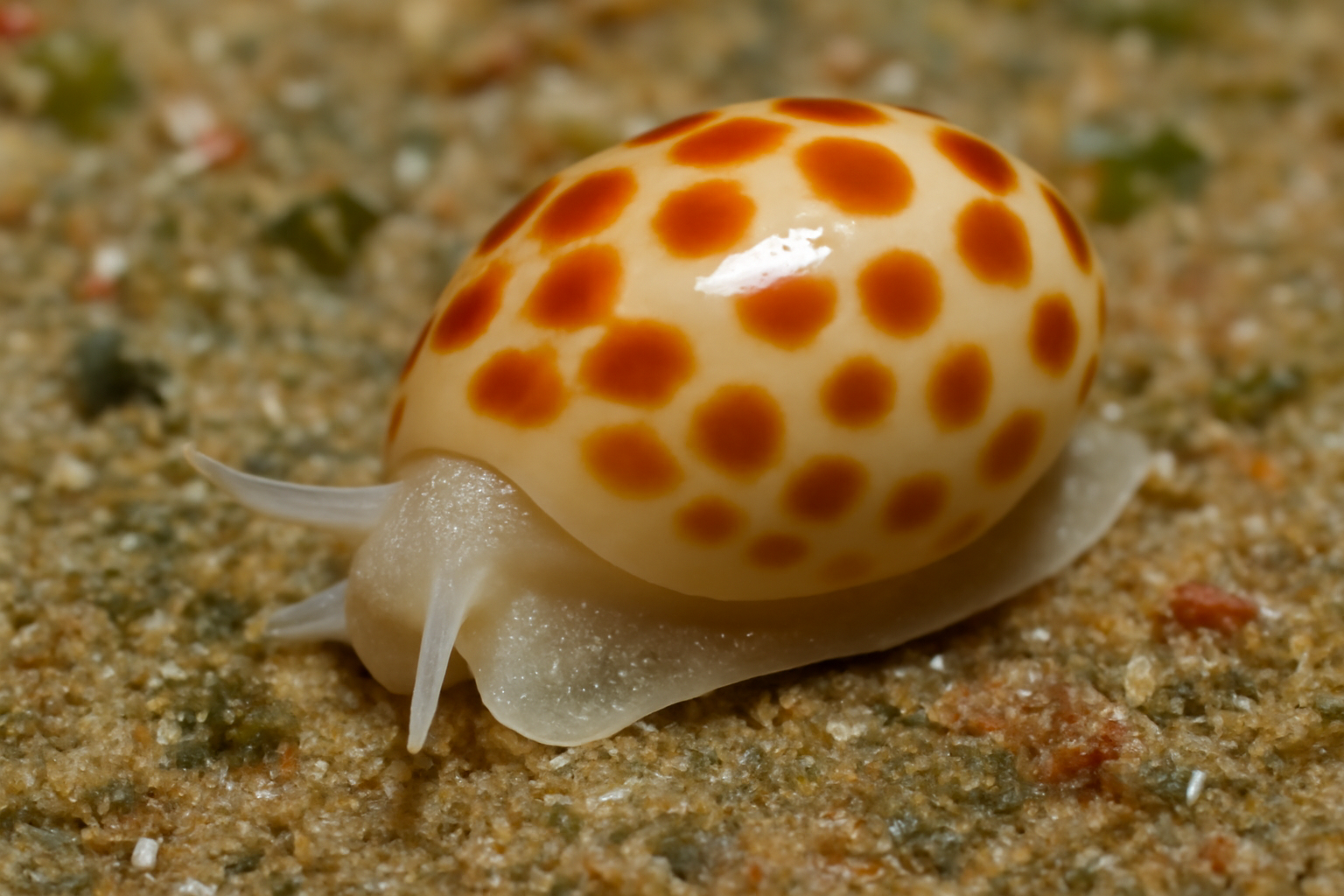 Gibberula Swimmer