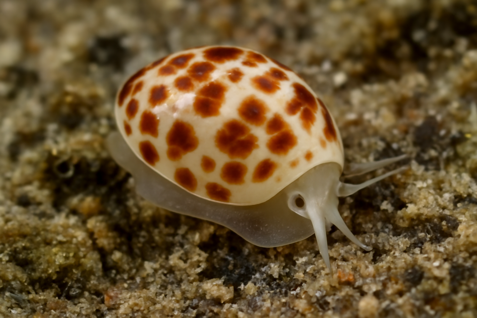 Gibberula Diver