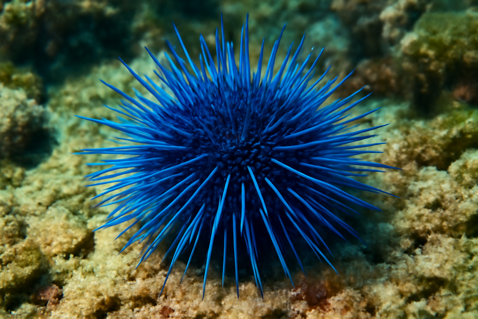 Blue Sea Urchin