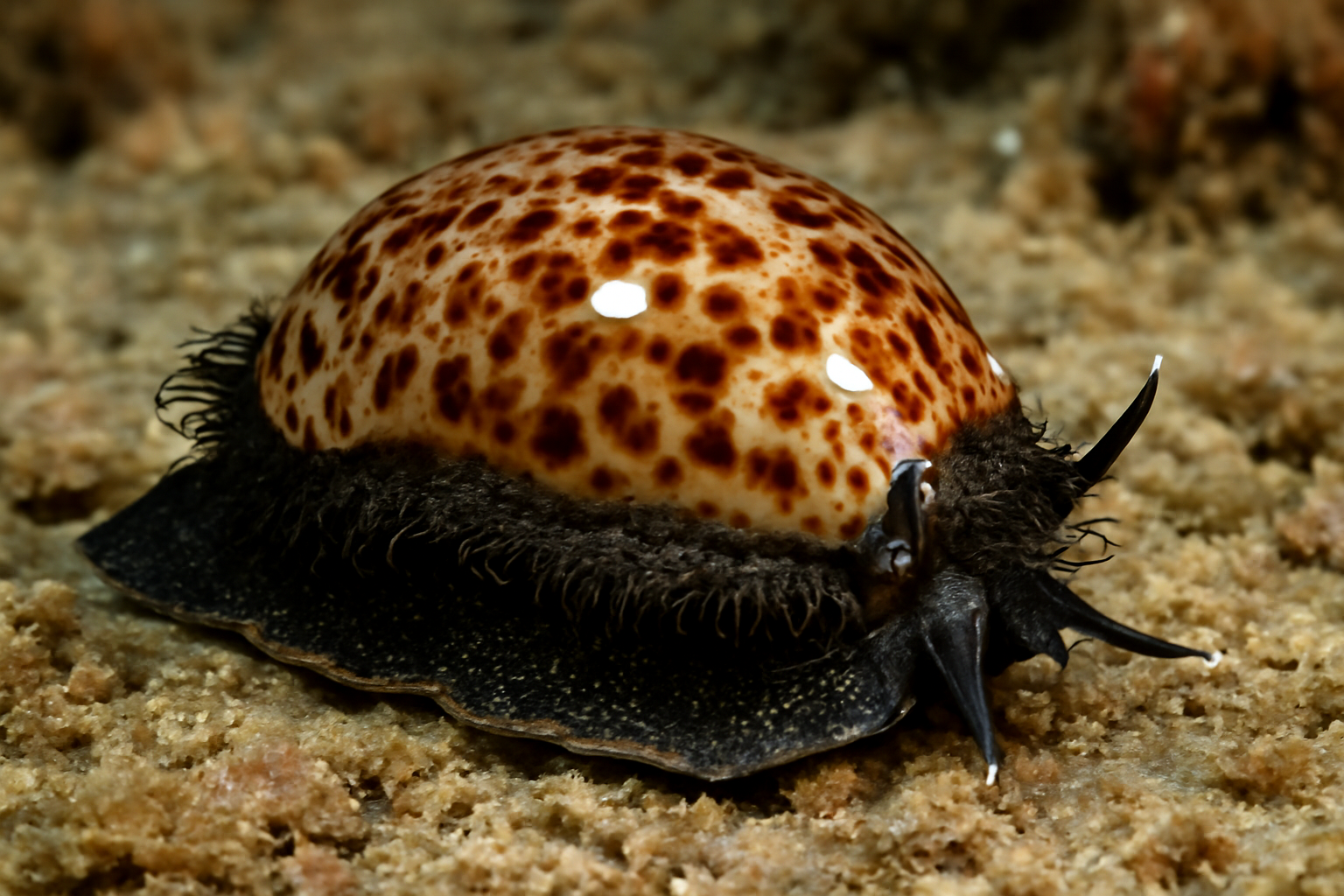 Atlantic Deer Cowrie