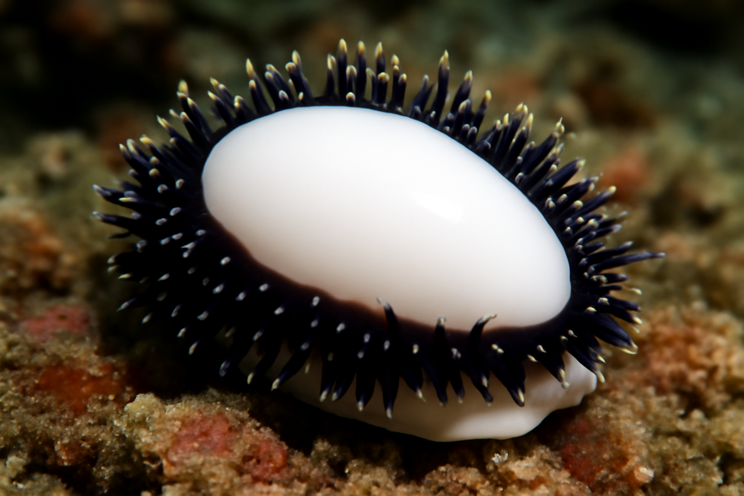 Common Egg Cowrie