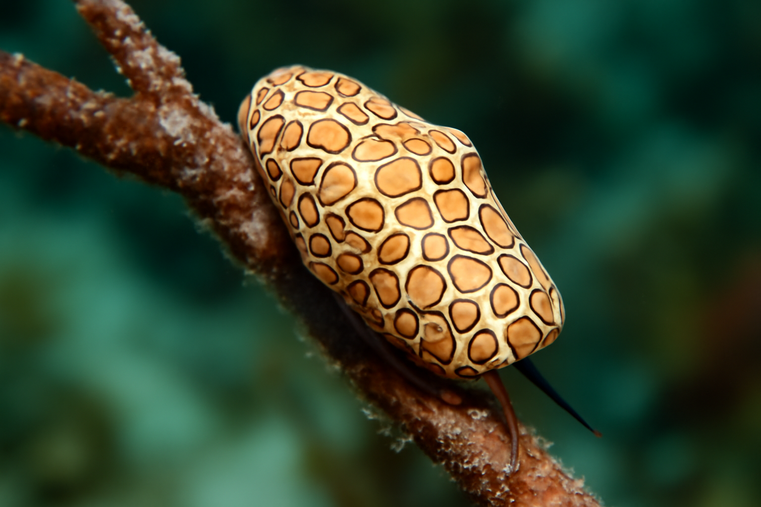 Flamingo Tongue Snail