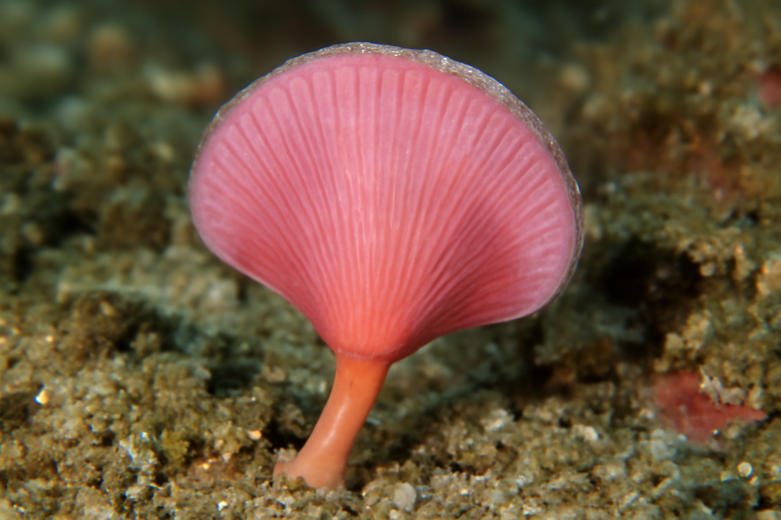Pink Lamp Shell