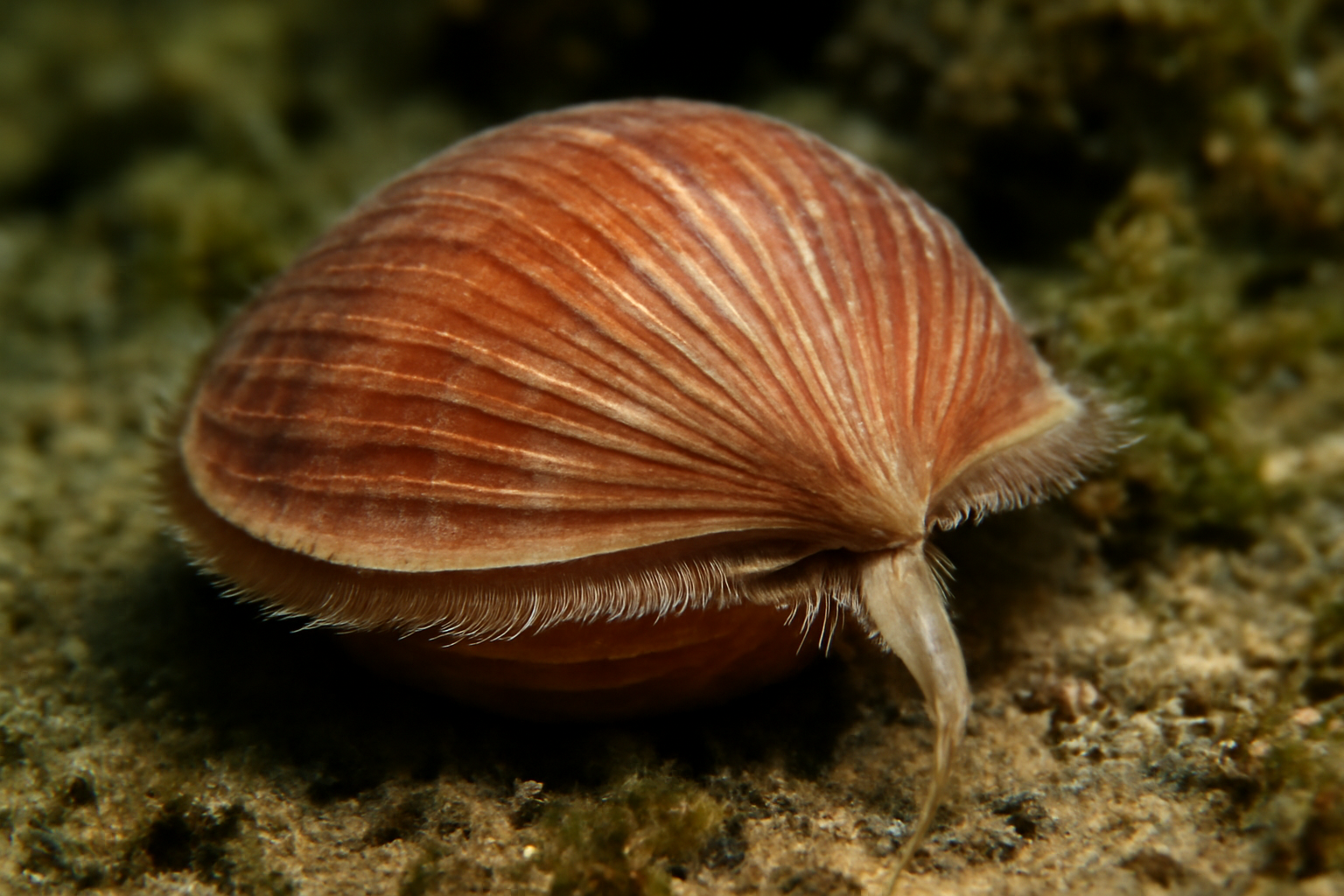 Common Lamp Shell