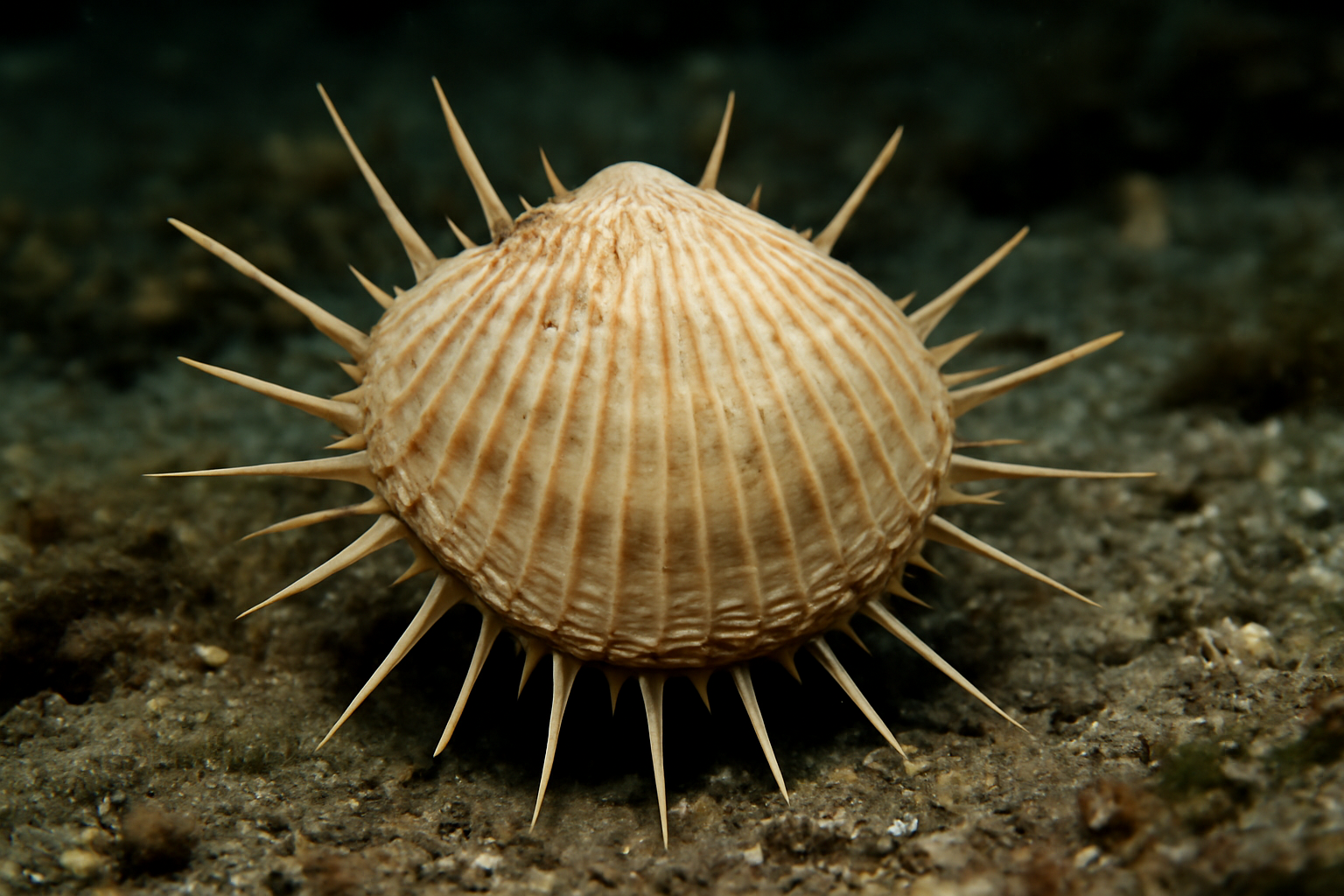 Spiny Lamp Shell