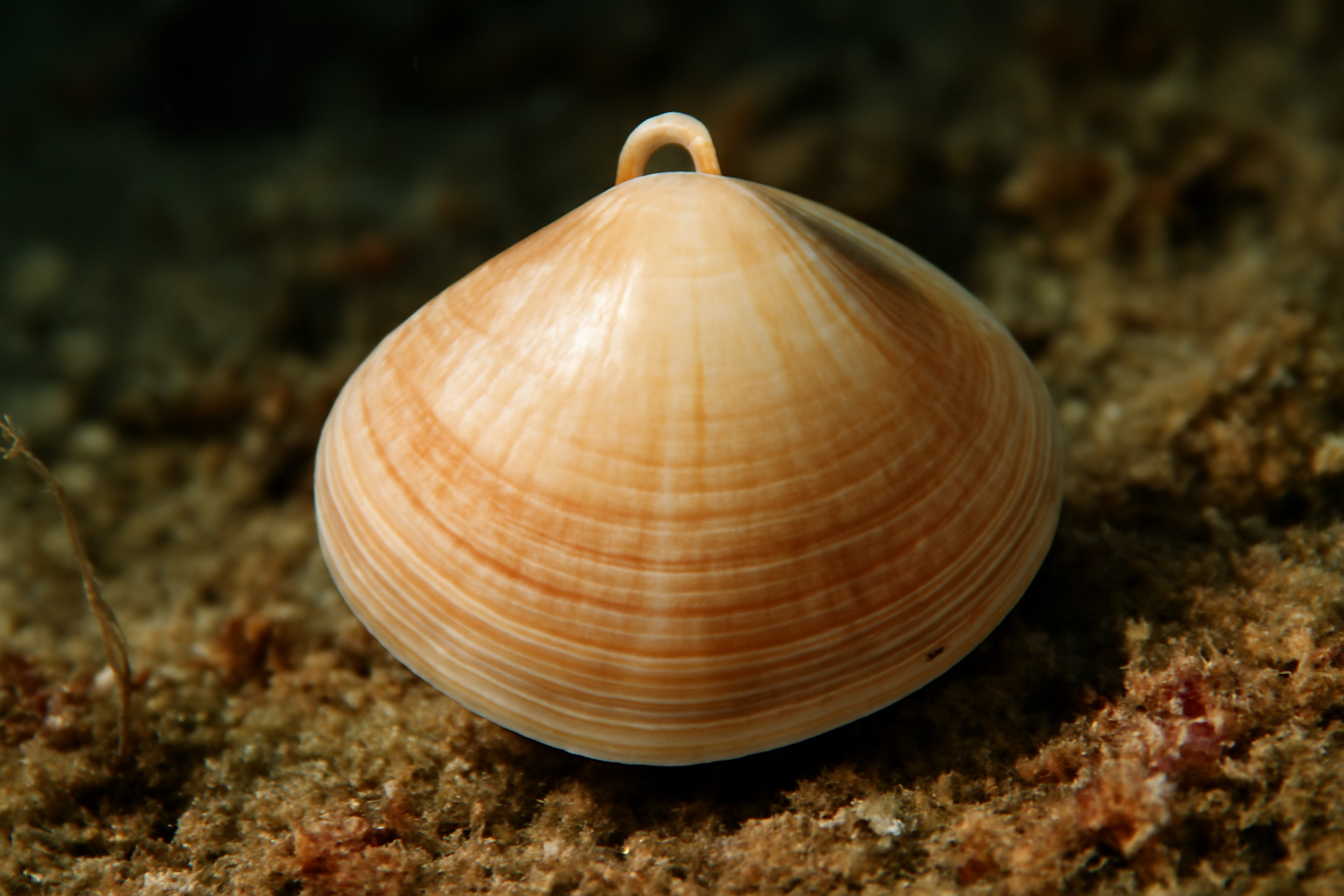 Smooth Lamp Shell