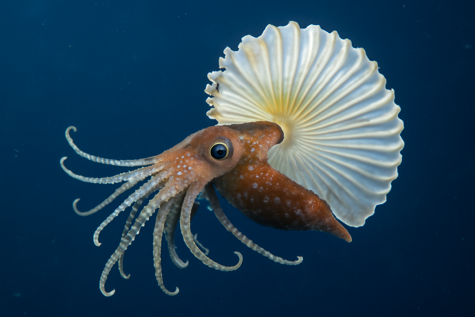 Noddy Argonaut