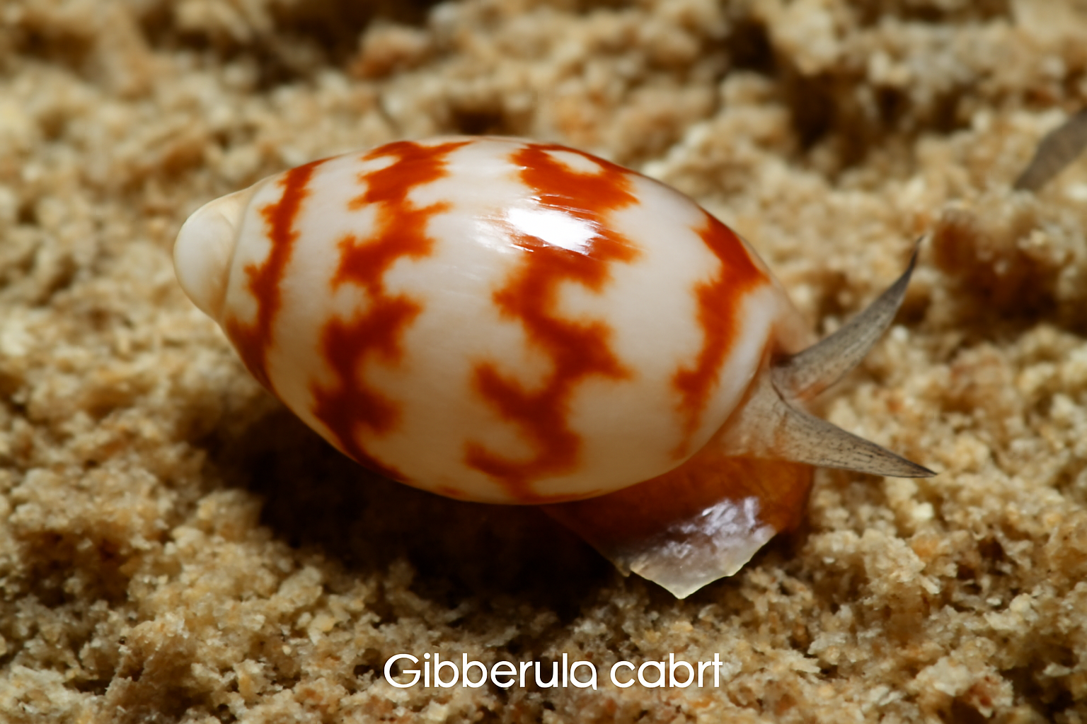 Gibberula cabri