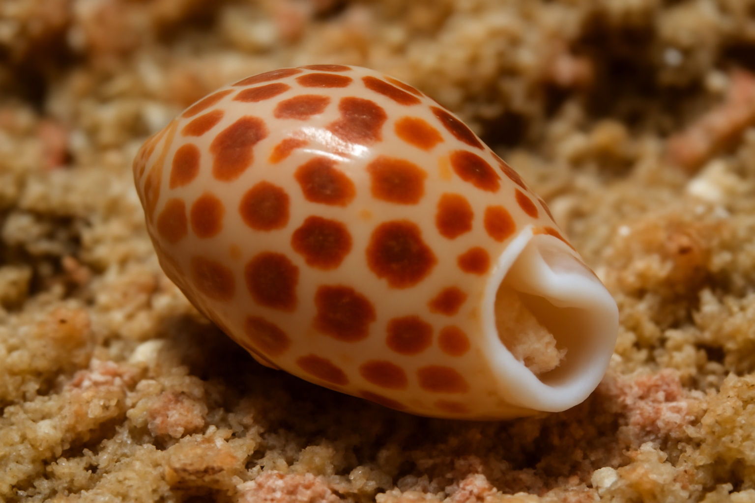 Gibberula concinna