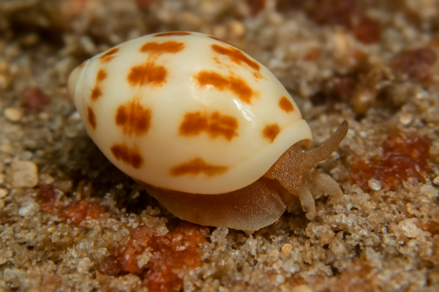 Gibberula philberti