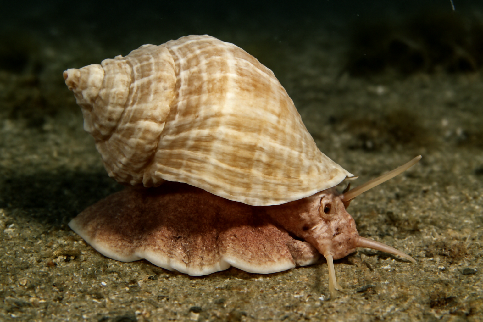 Neptunea despecta