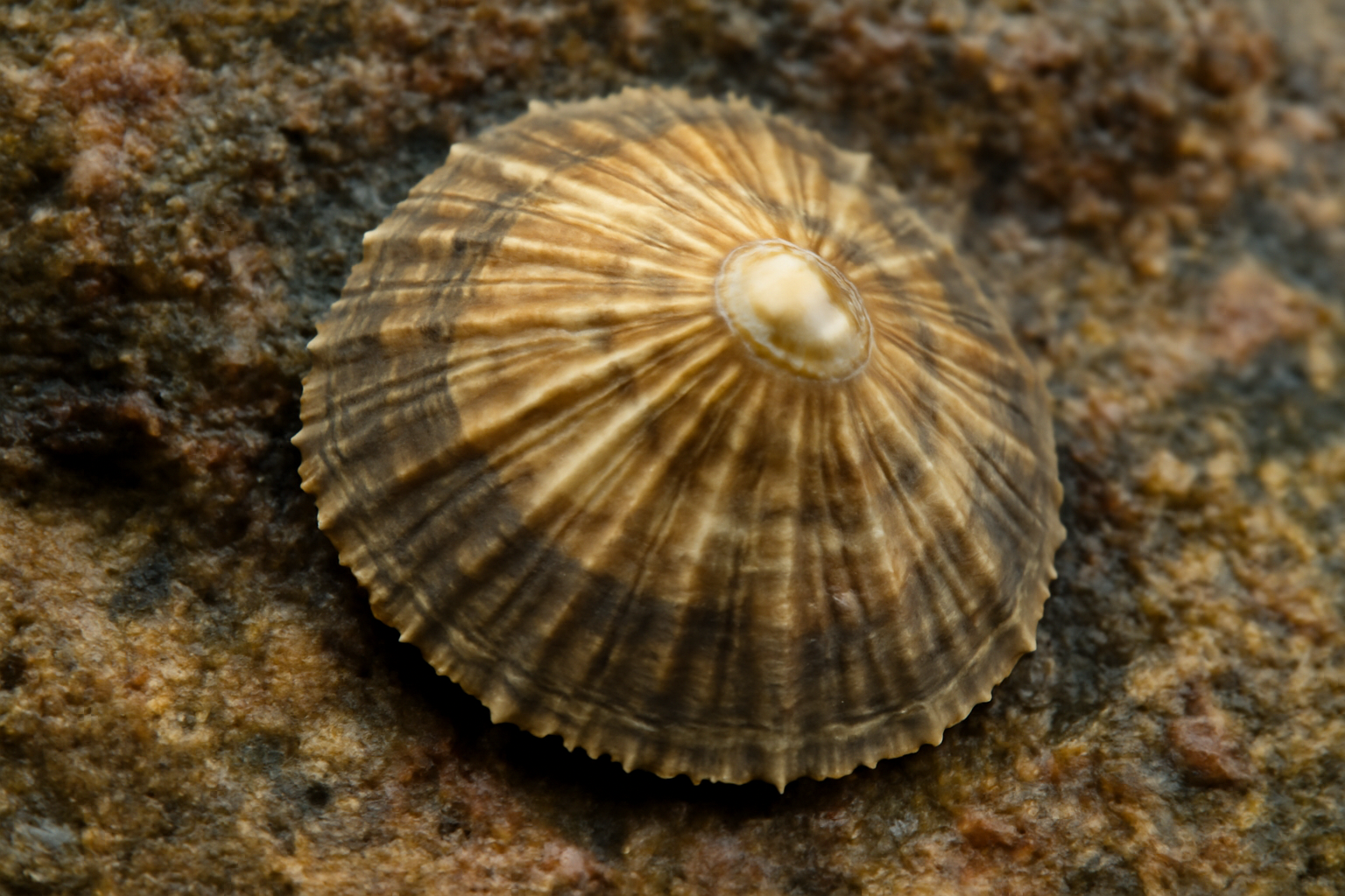 Canary Islands Limpet