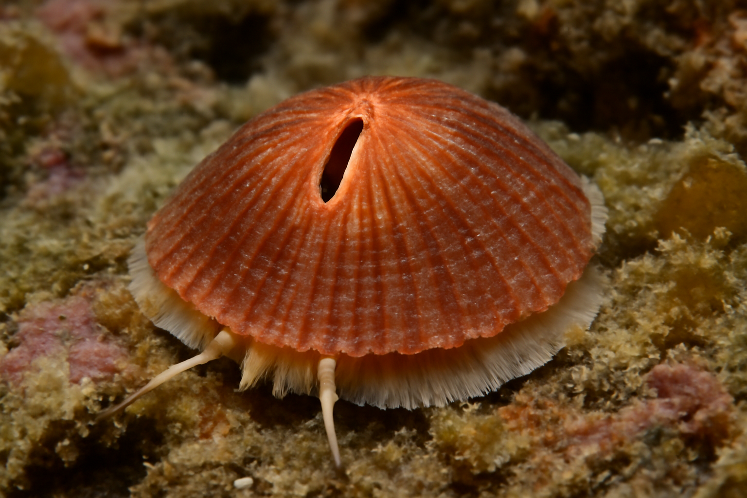 Reddish Keyhole Limpet