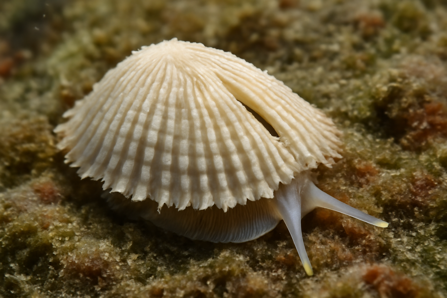 Atlantic Slit Limpet