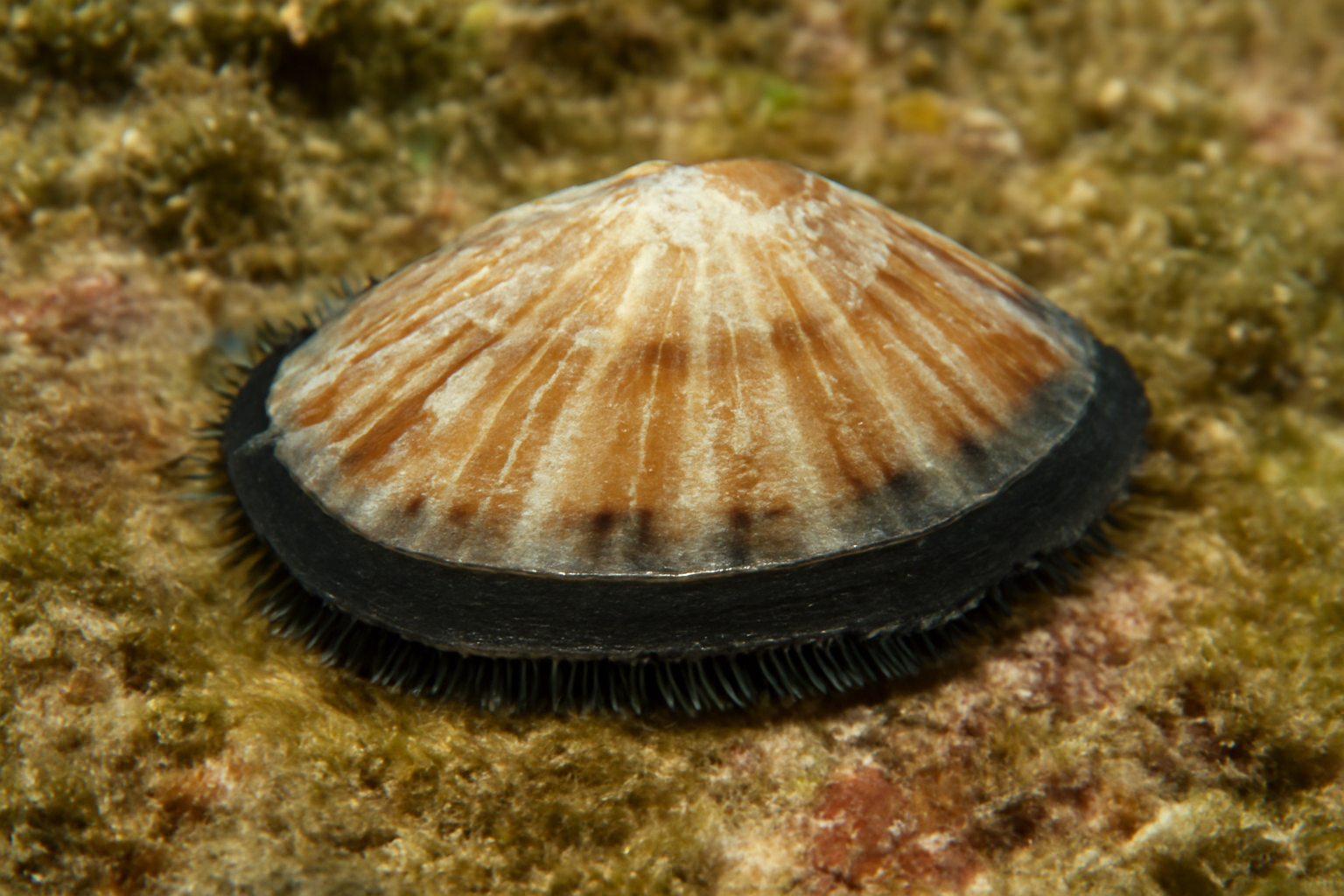 Southern Slit Limpet