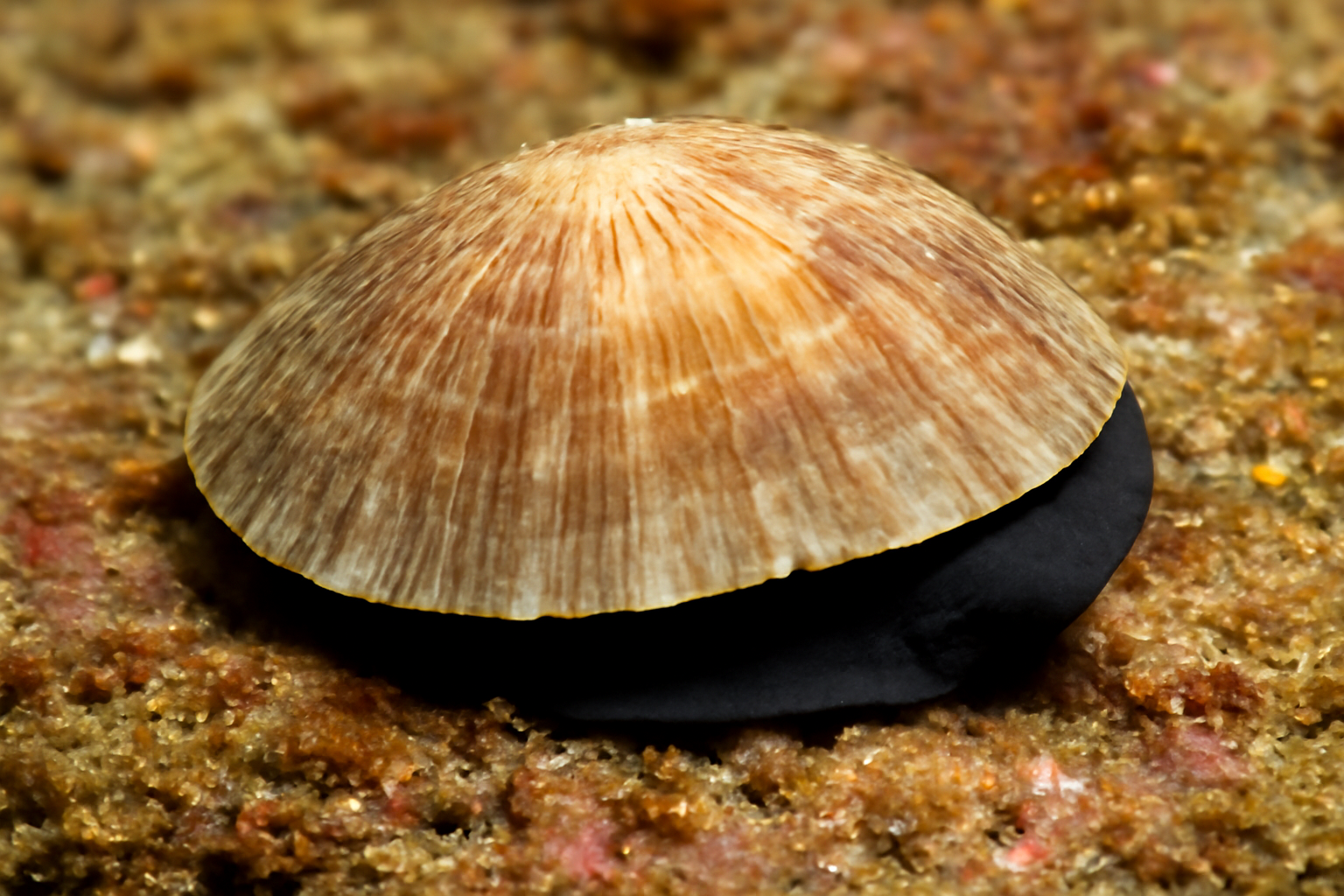 Blackfoot Slit Limpet