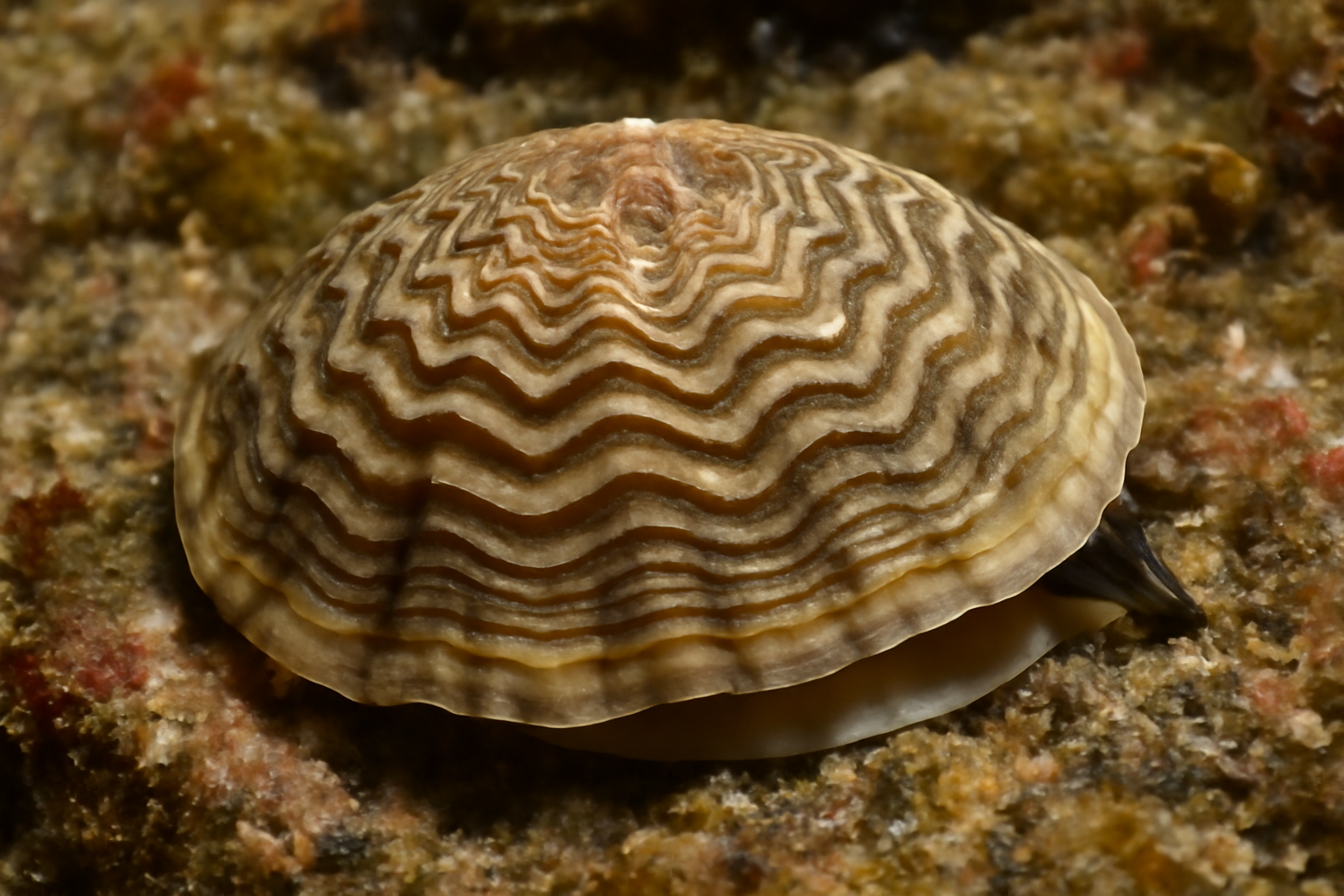Waved Slit Limpet