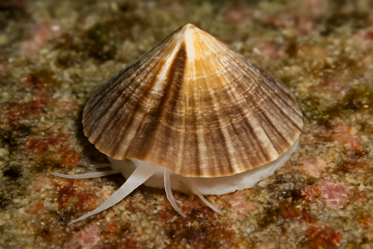Angular Slit Limpet