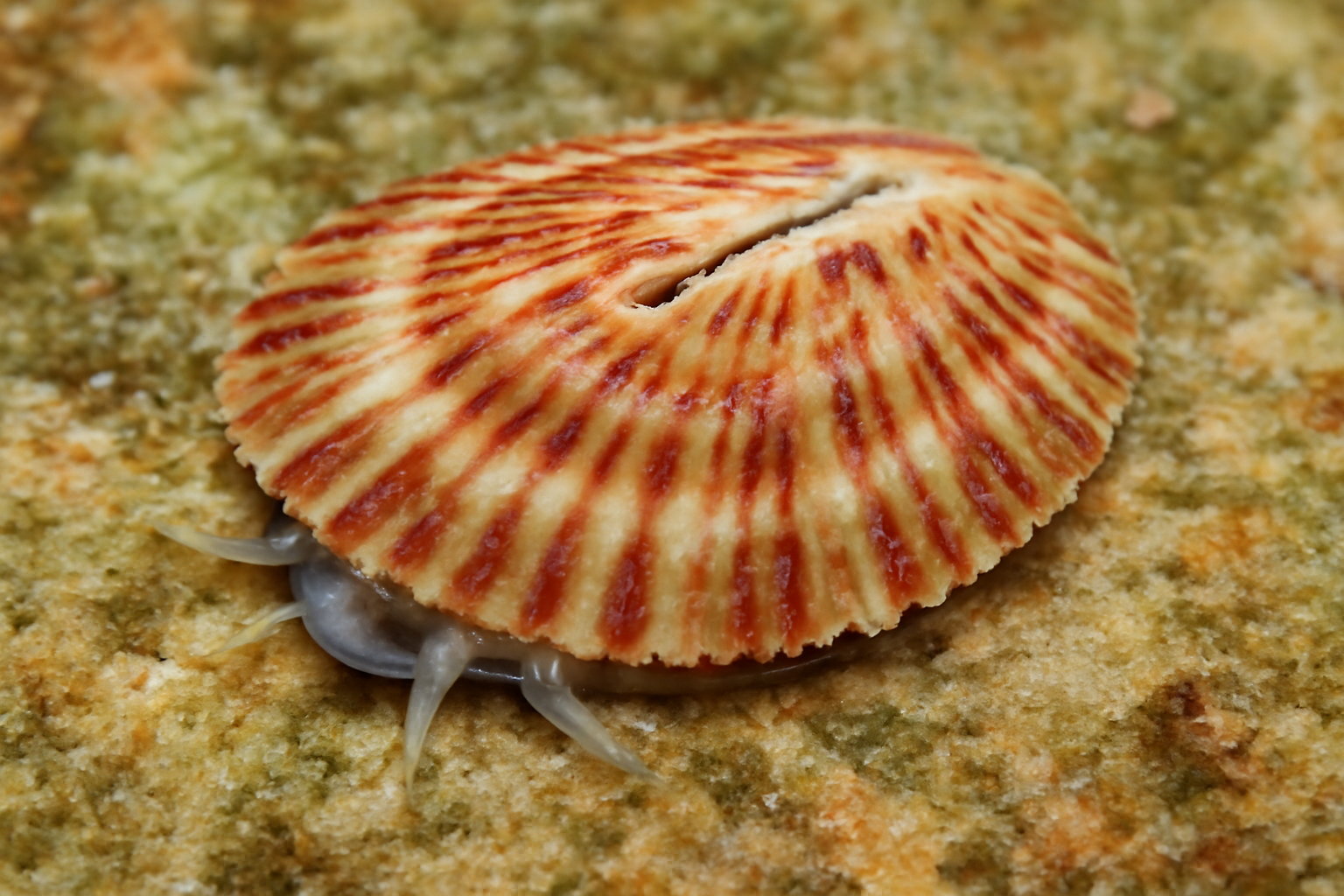 Tropical Shallow-water Slit Limpet