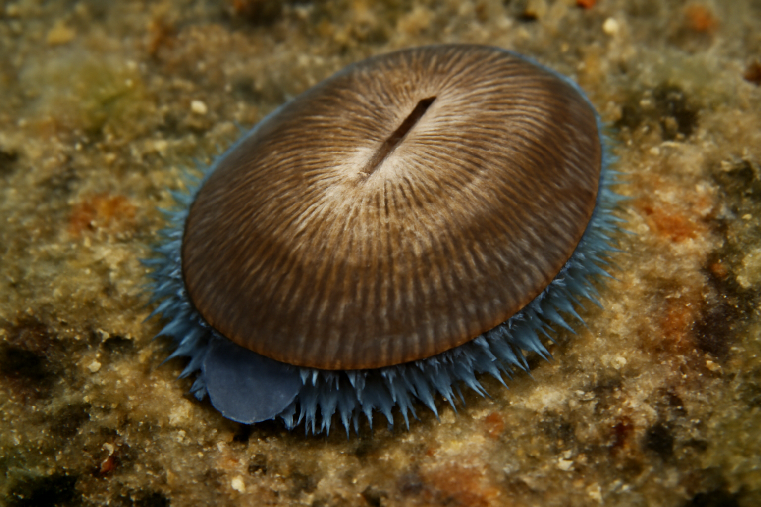 Deepwater Slit Limpet