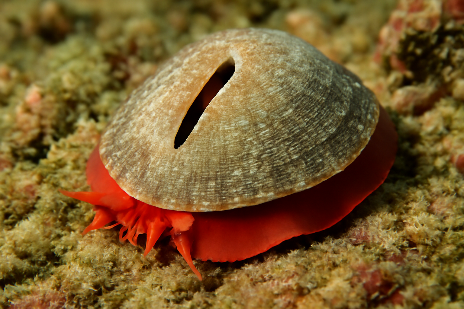 Redfoot keyhole limpet