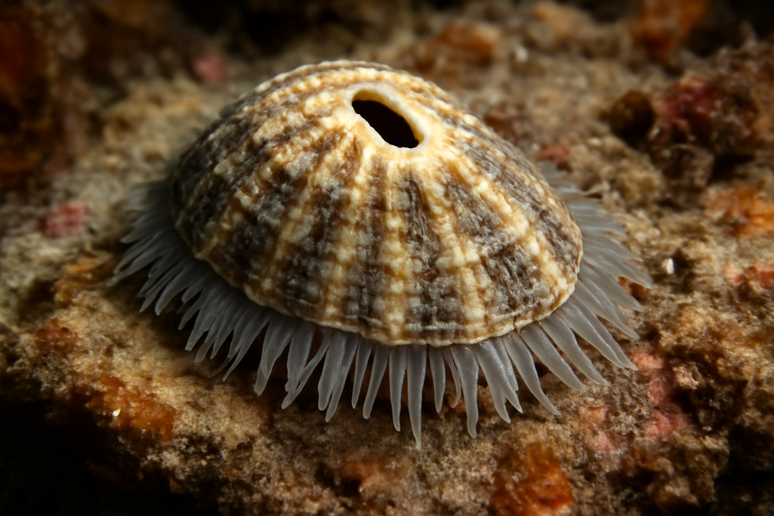Foveaux Strait Limpet