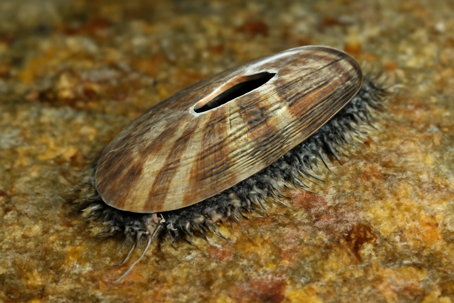 Slender Keyhole Limpet