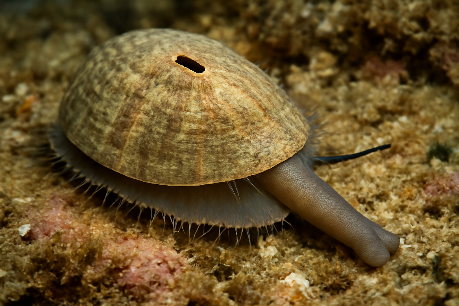 Longsnout Keyhole Limpet