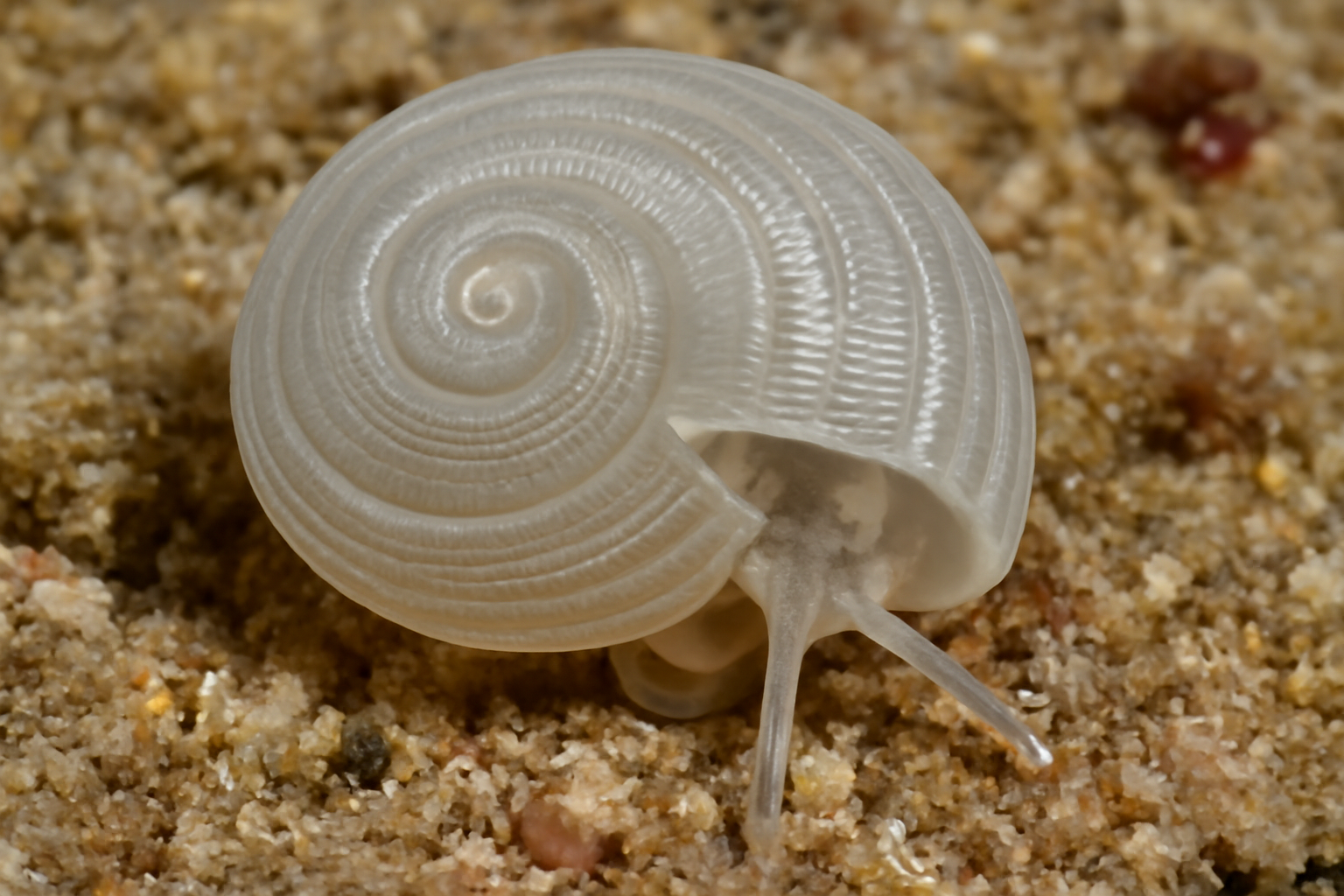 Scissurella elatensis